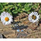 Gänseblümchen mit Biene und Schatten