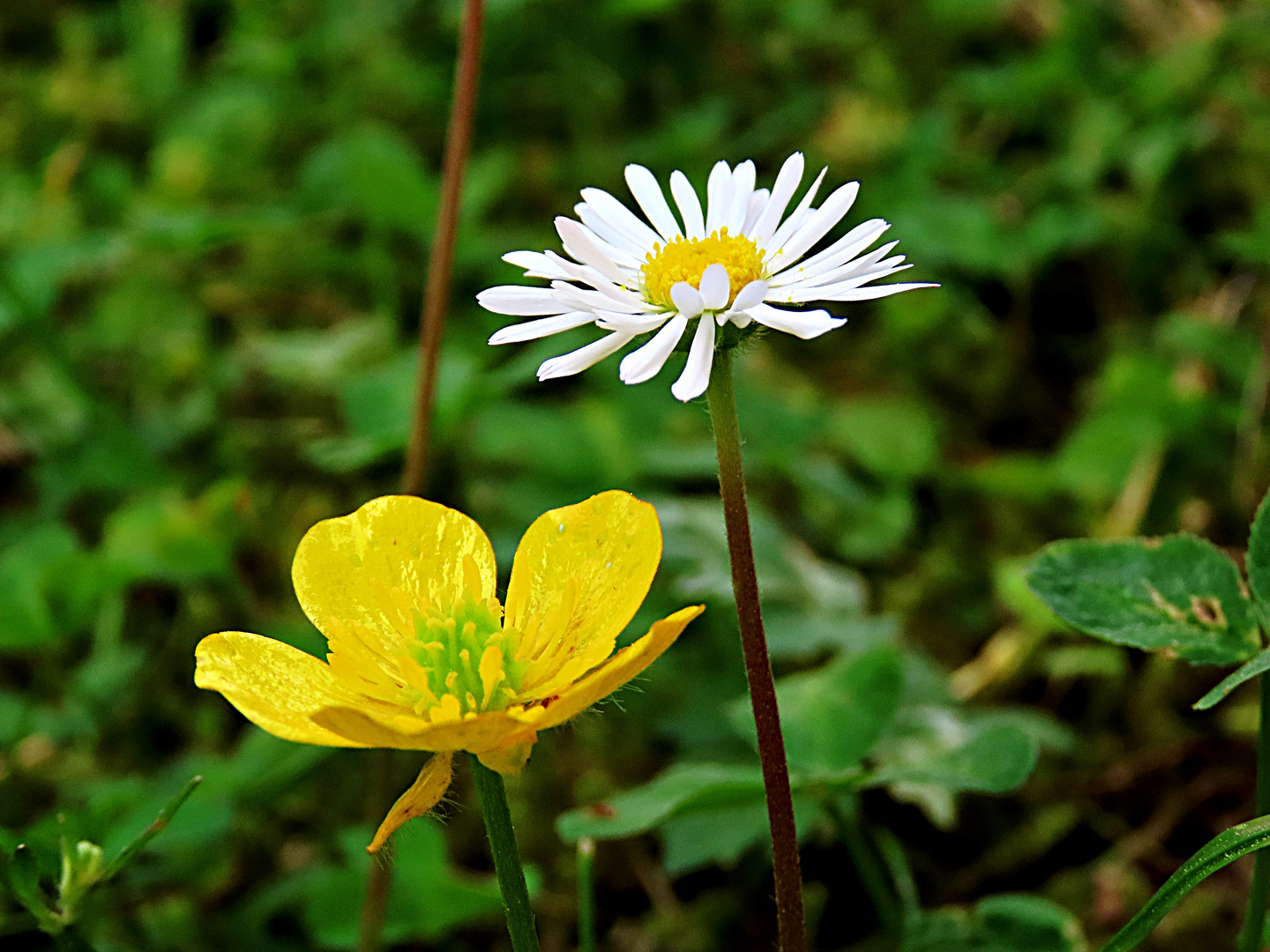 Gänseblümchen mit Butterblume