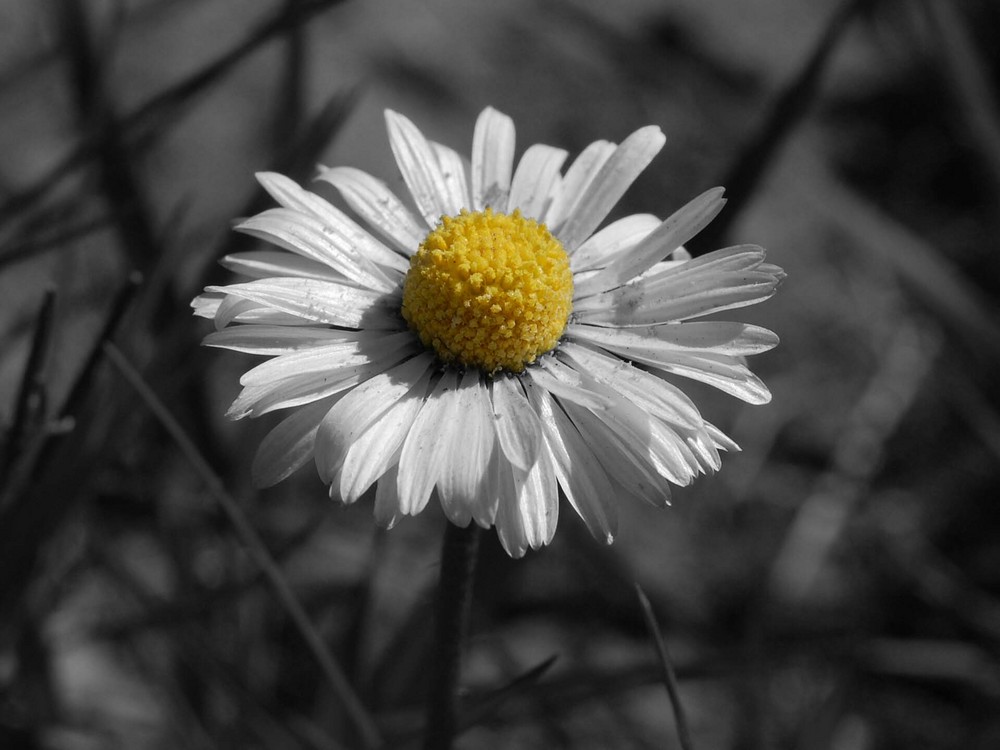 Gänseblümchen mit Effekt