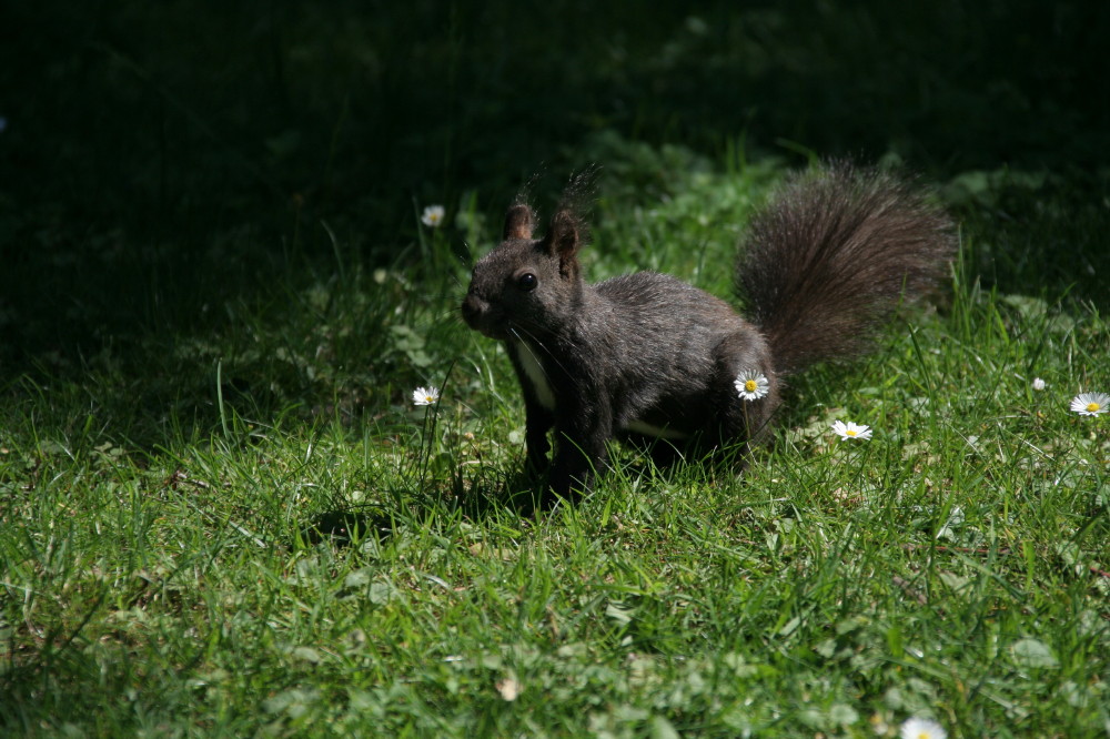 Gänseblümchen mit Eichhörnchen