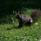 Gänseblümchen mit Eichhörnchen