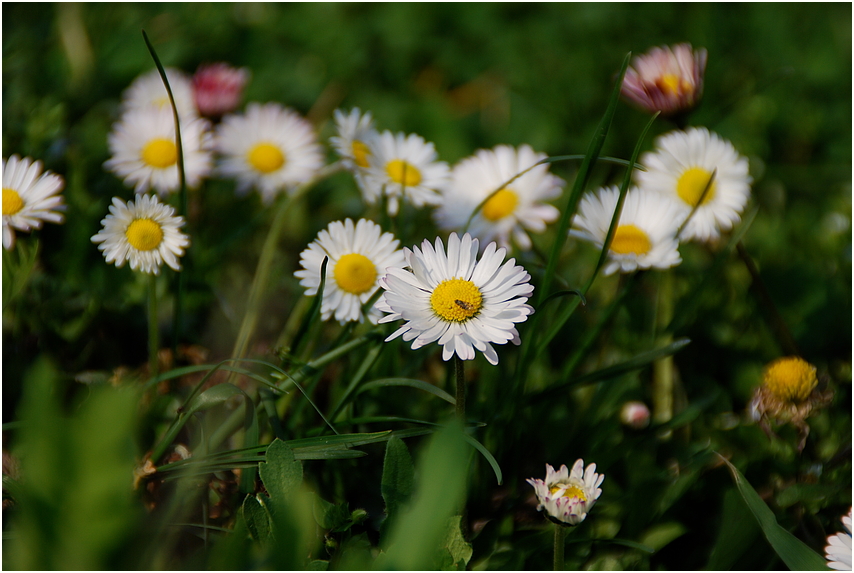 Gänseblümchen mit Fliege