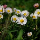 Gänseblümchen mit Fliege