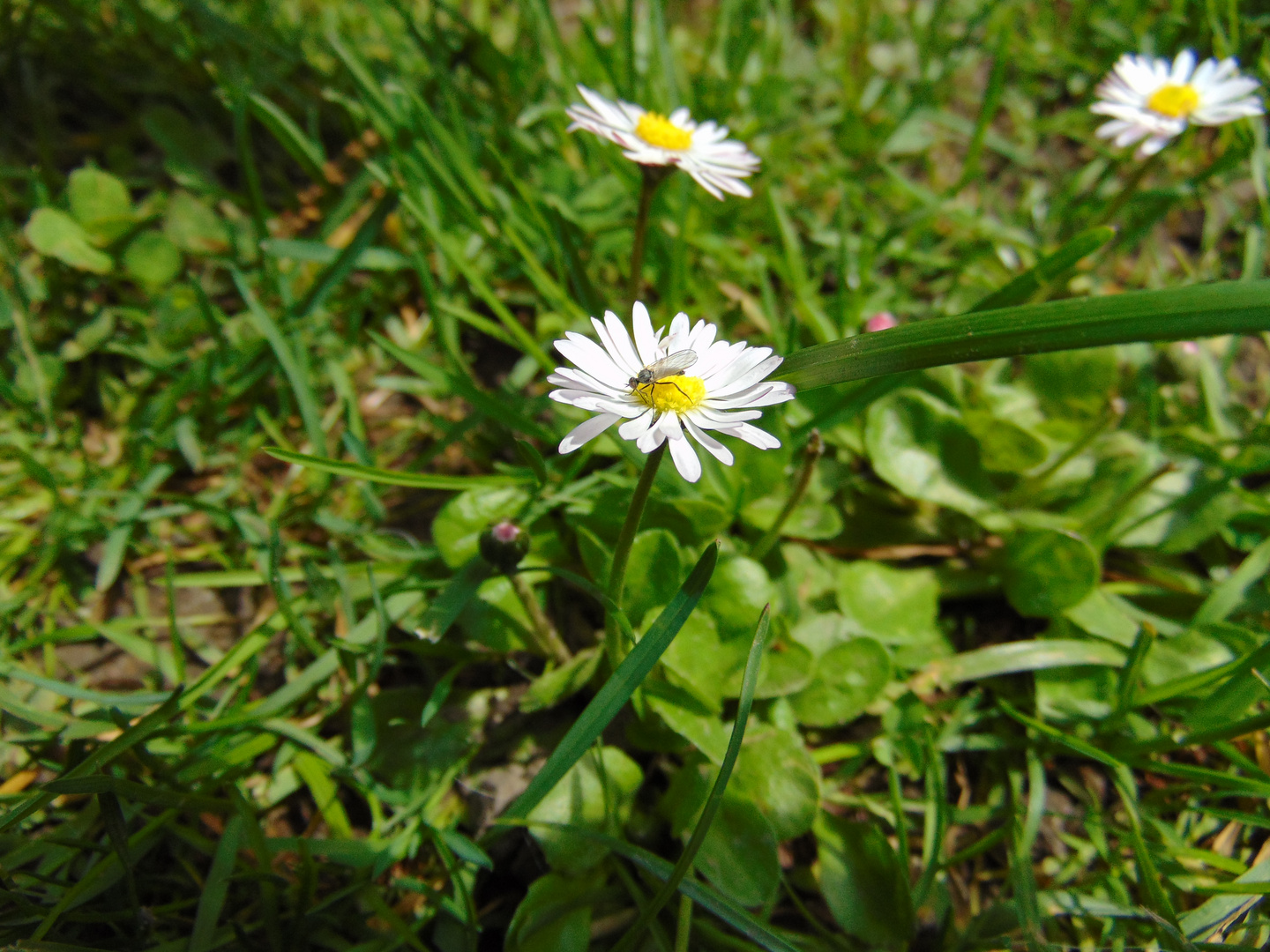 Gänseblümchen mit Fliege