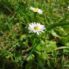 Gänseblümchen mit Fliege