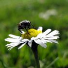 Gänseblümchen mit Fliege