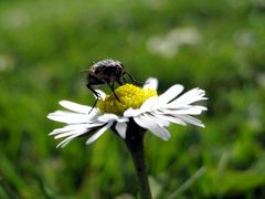 Gänseblümchen mit Fliege