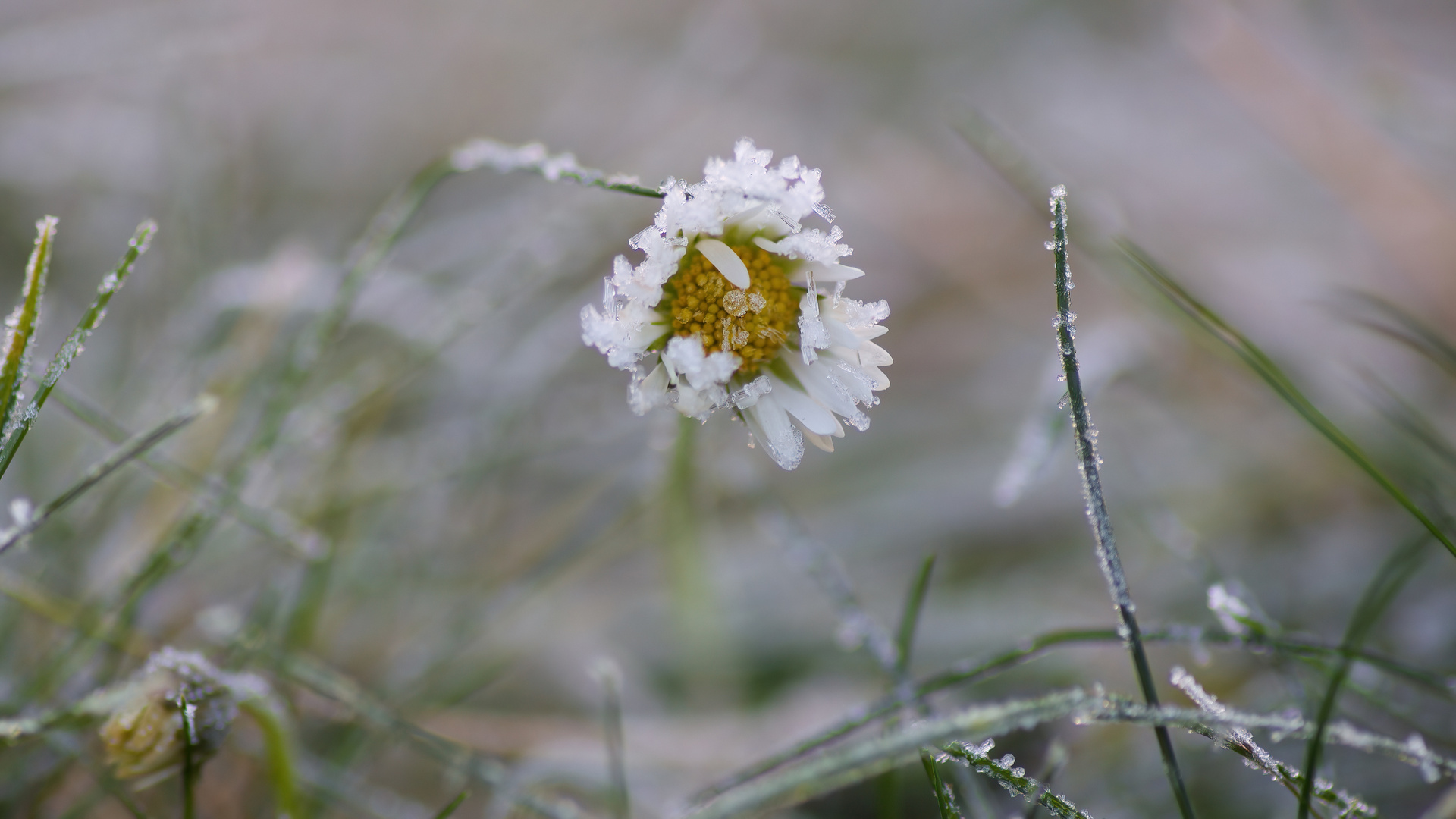 Gänseblümchen mit Frost