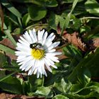 Gänseblümchen mit Futtergast