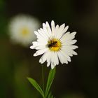 Gänseblümchen mit Gast