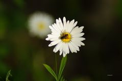 Gänseblümchen mit Gast