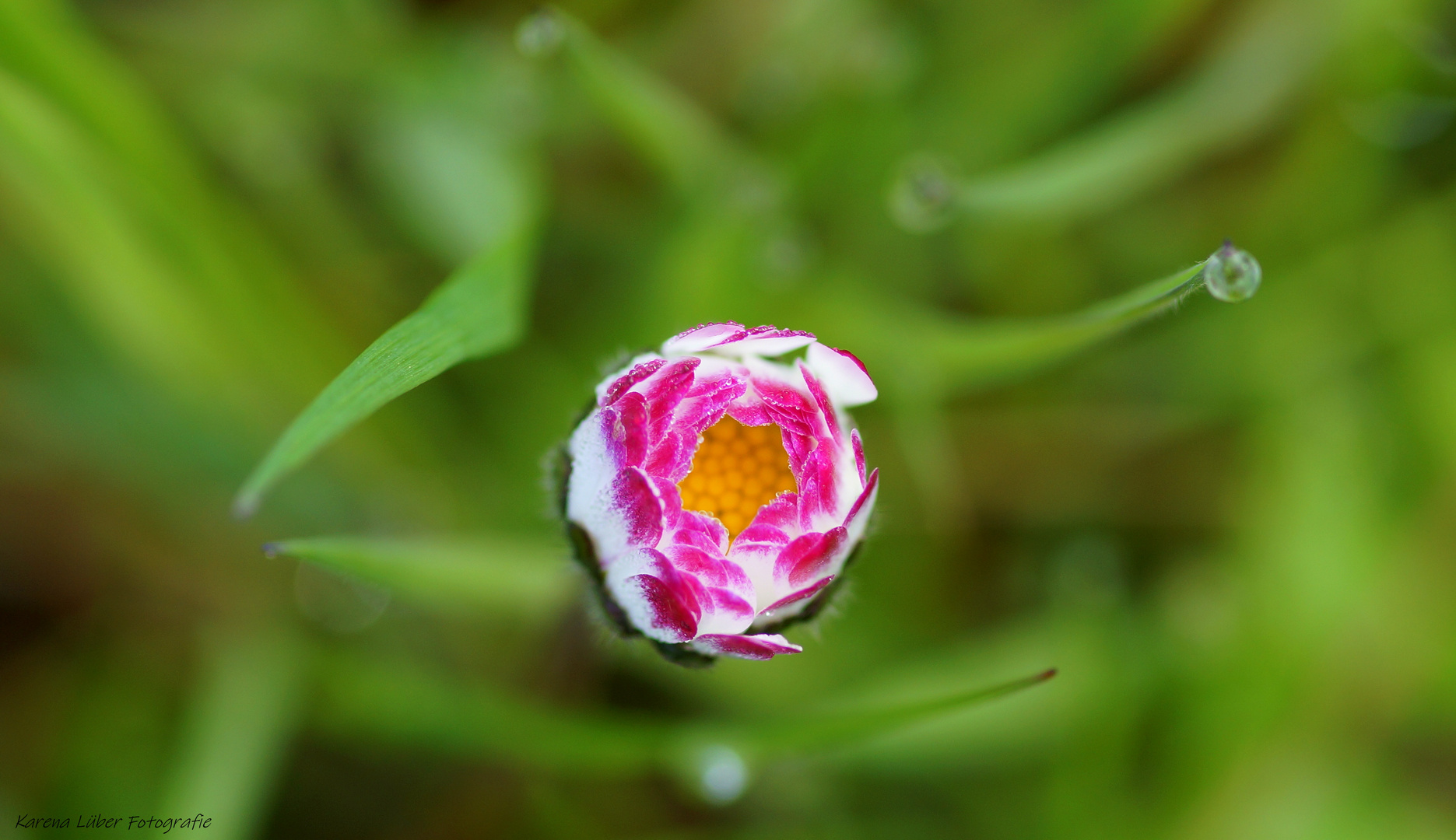 Gänseblümchen mit geschlossener Blüte