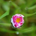 Gänseblümchen mit geschlossener Blüte