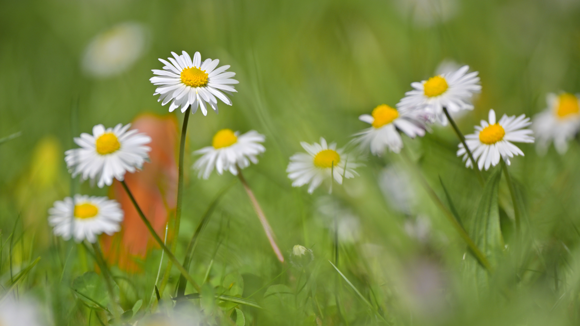 Gänseblümchen mit Herbstblatt