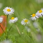 Gänseblümchen mit Herbstblatt