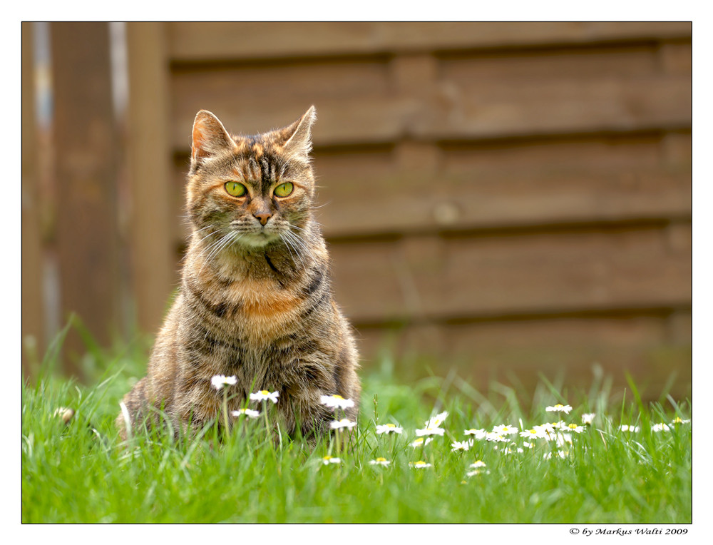 Gänseblümchen mit Katze