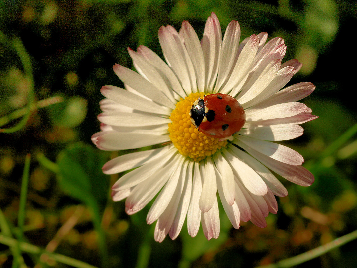 Gänseblümchen mit Marienkäfer