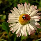 Gänseblümchen mit Marienkäfer