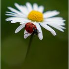 Gänseblümchen mit Marienkäfer 