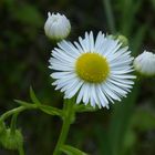 Gänseblümchen mit Nachwuchs....