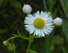 Gänseblümchen mit Nachwuchs....