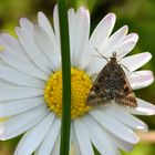 Gänseblümchen mit Olivbraunen Zünsler.