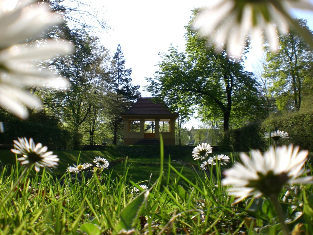 Gänseblümchen mit Pavelion