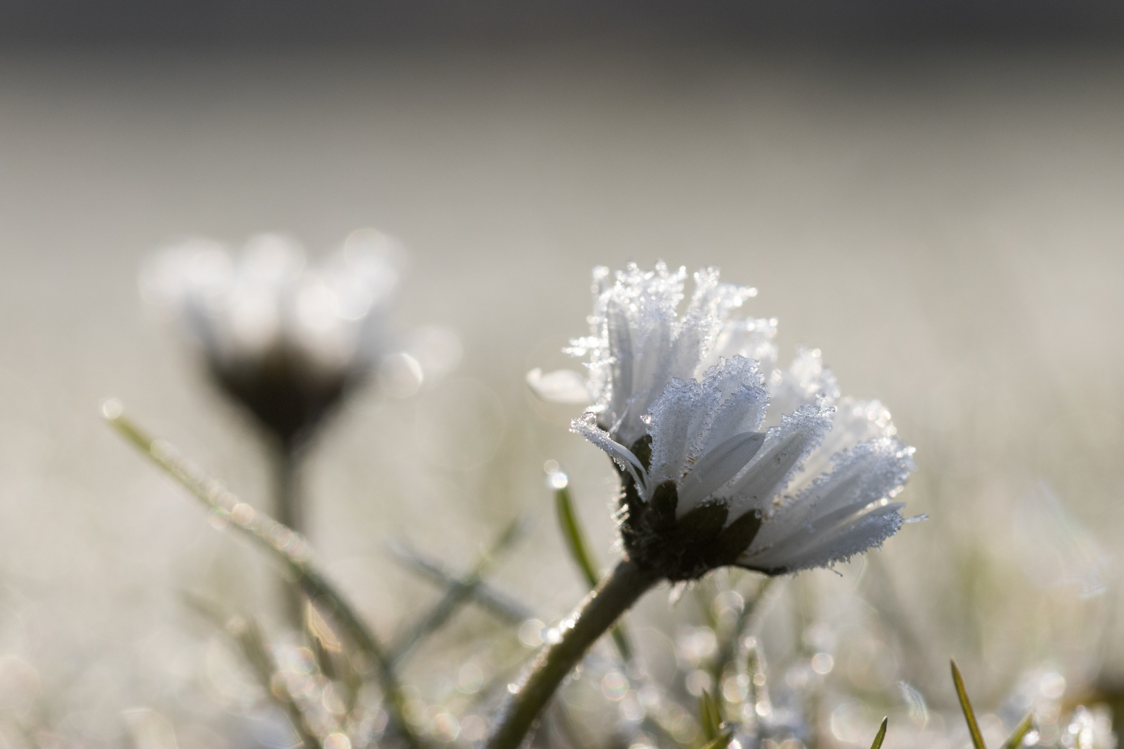 Gänseblümchen mit Rauhreif bei Sonnenaufgang II