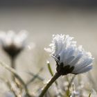 Gänseblümchen mit Rauhreif bei Sonnenaufgang II