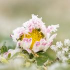 Gänseblümchen mit Rauhreifmantel