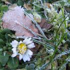 Gänseblümchen mit Raureif