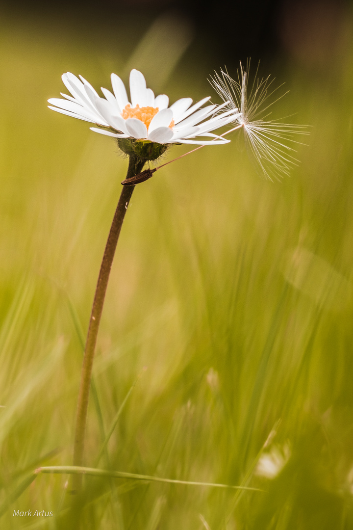 Gänseblümchen mit Schirm