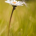 Gänseblümchen mit Schirm