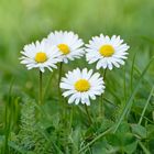 Gänseblümchen mit Schrift