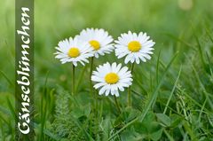 Gänseblümchen mit Schrift