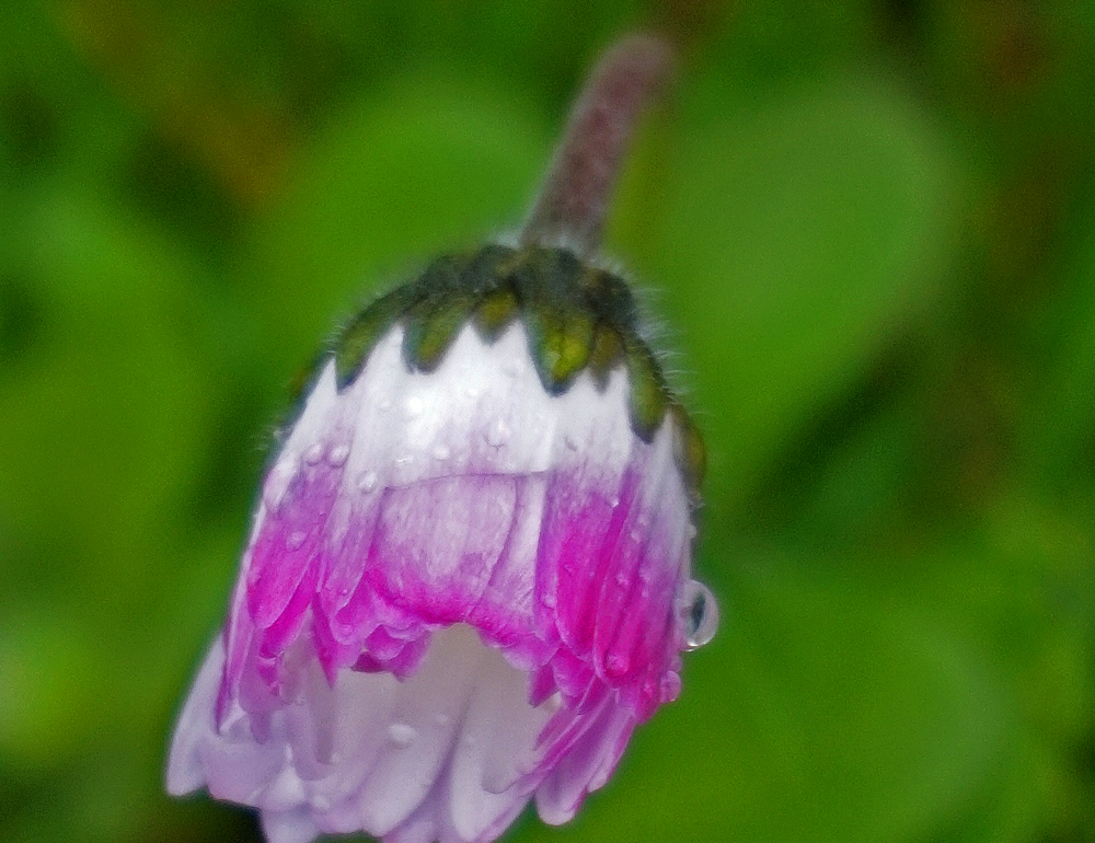 Gänseblümchen mit Tropfen