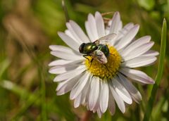 Gänseblümchen mit Visitor