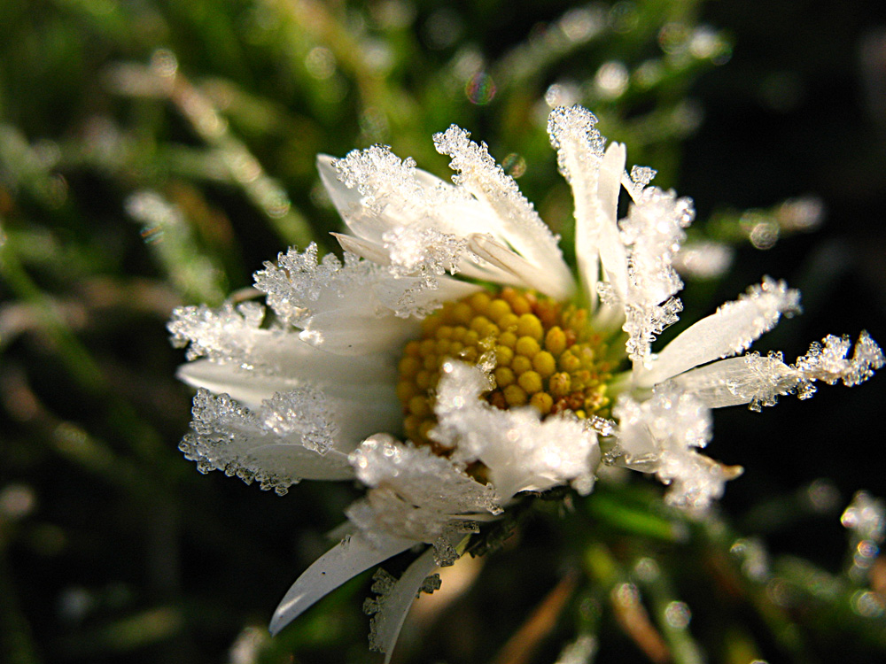 Gänseblümchen mit Zuckerkruste