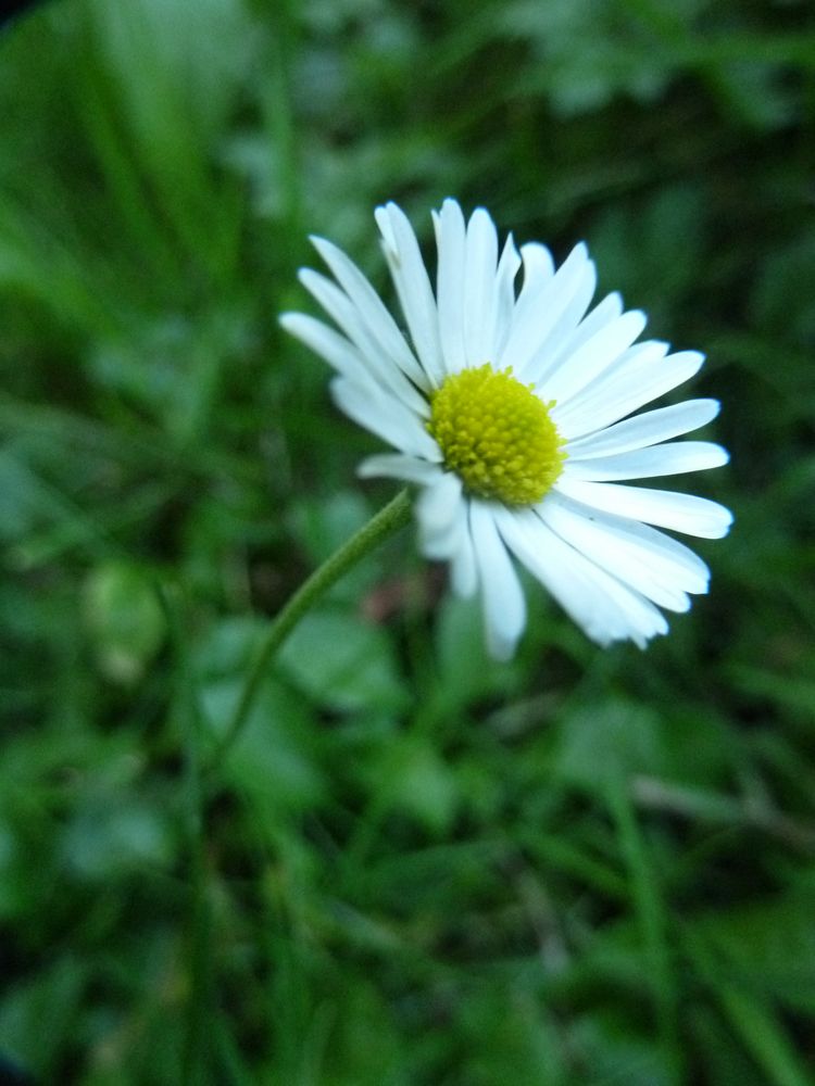 Gänseblümchen-Mittwochs-Gedicht