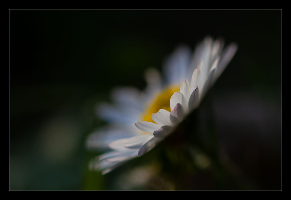 Gänseblümchen-Moment