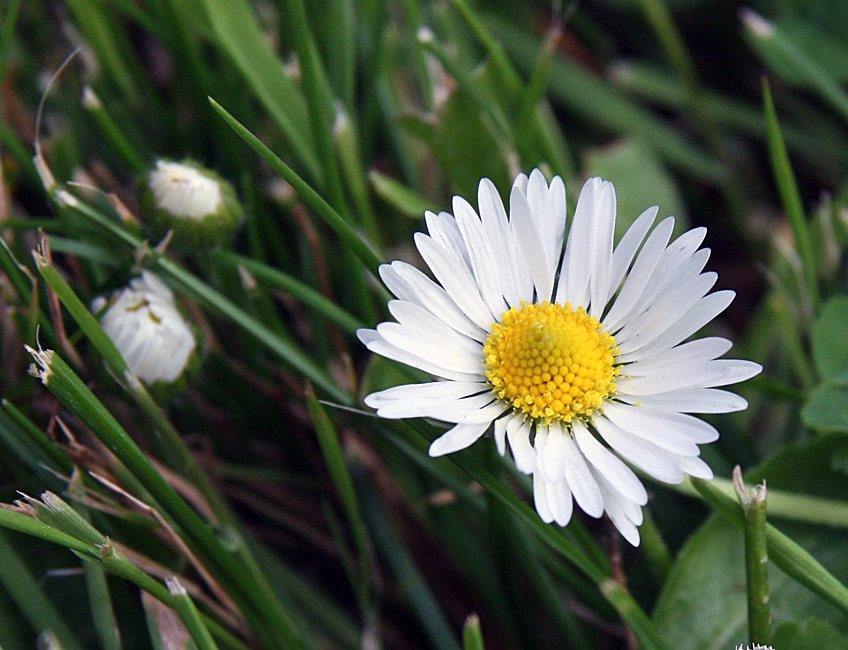 Gänseblümchen nach dem Mähen