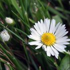 Gänseblümchen nach dem Mähen