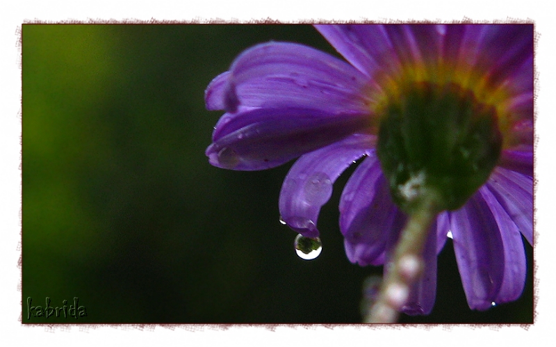 Gänseblümchen nach dem Regen