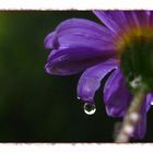 Gänseblümchen nach dem Regen