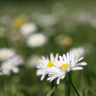 Gänseblümchen nah und fern