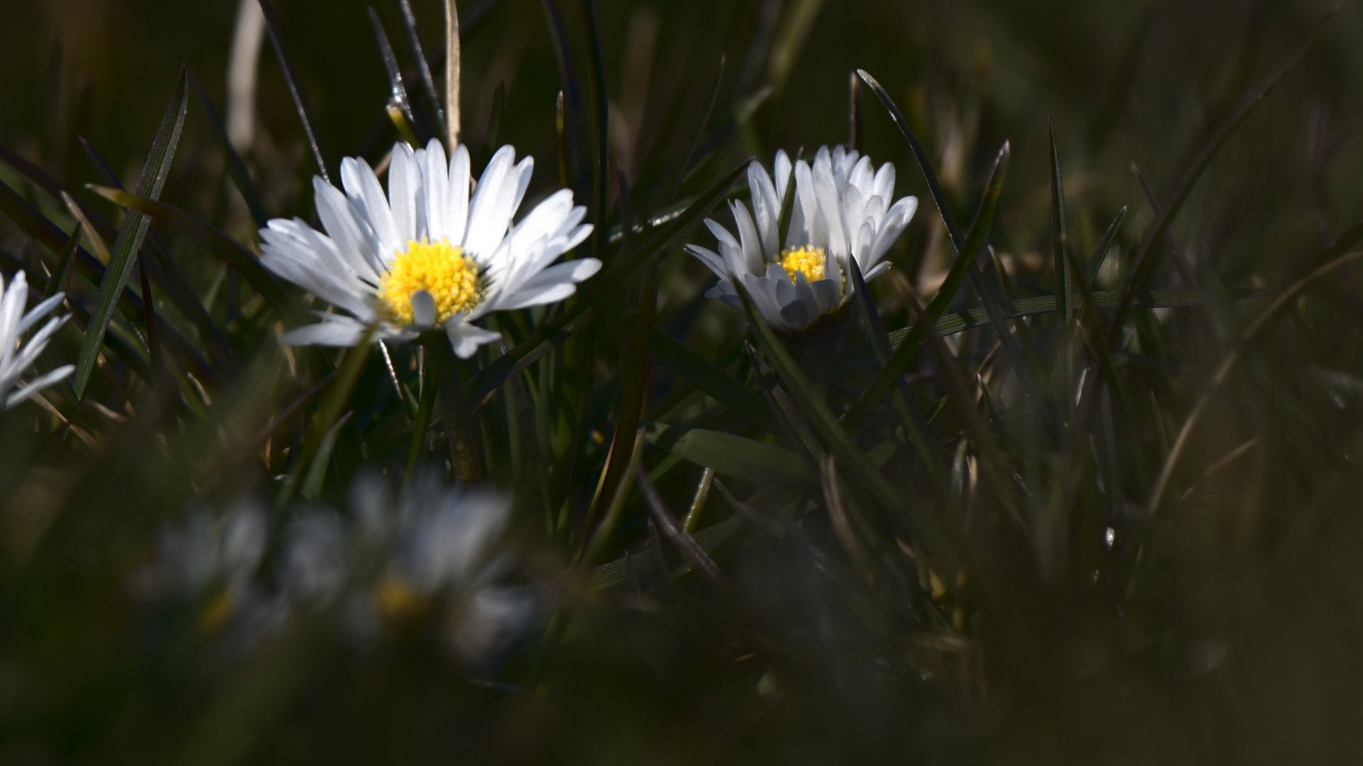 Gänseblümchen Nahaufnahme