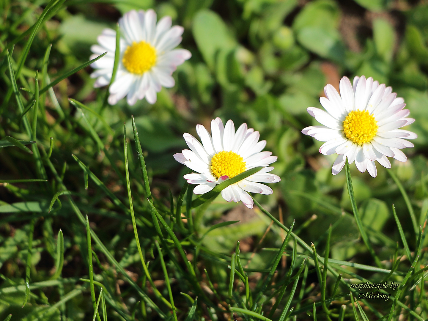 Gänseblümchen, Natur