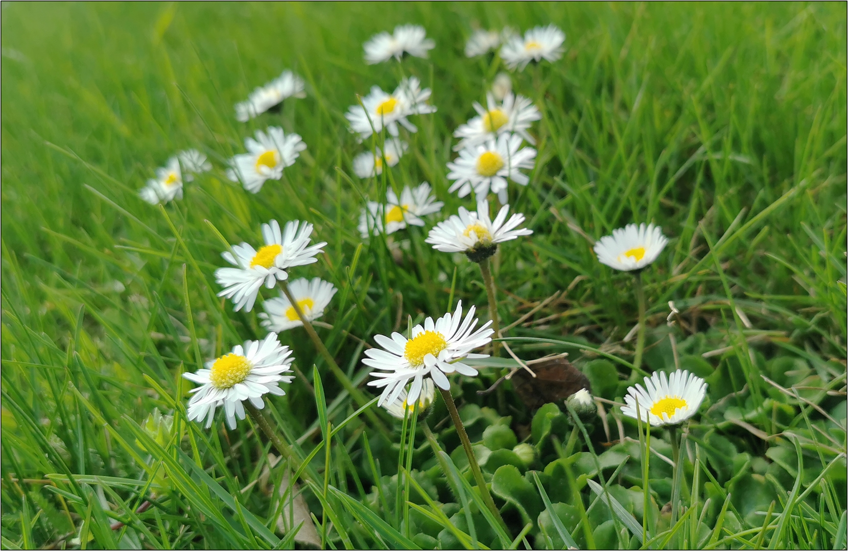 Gänseblümchen nicht entblättert