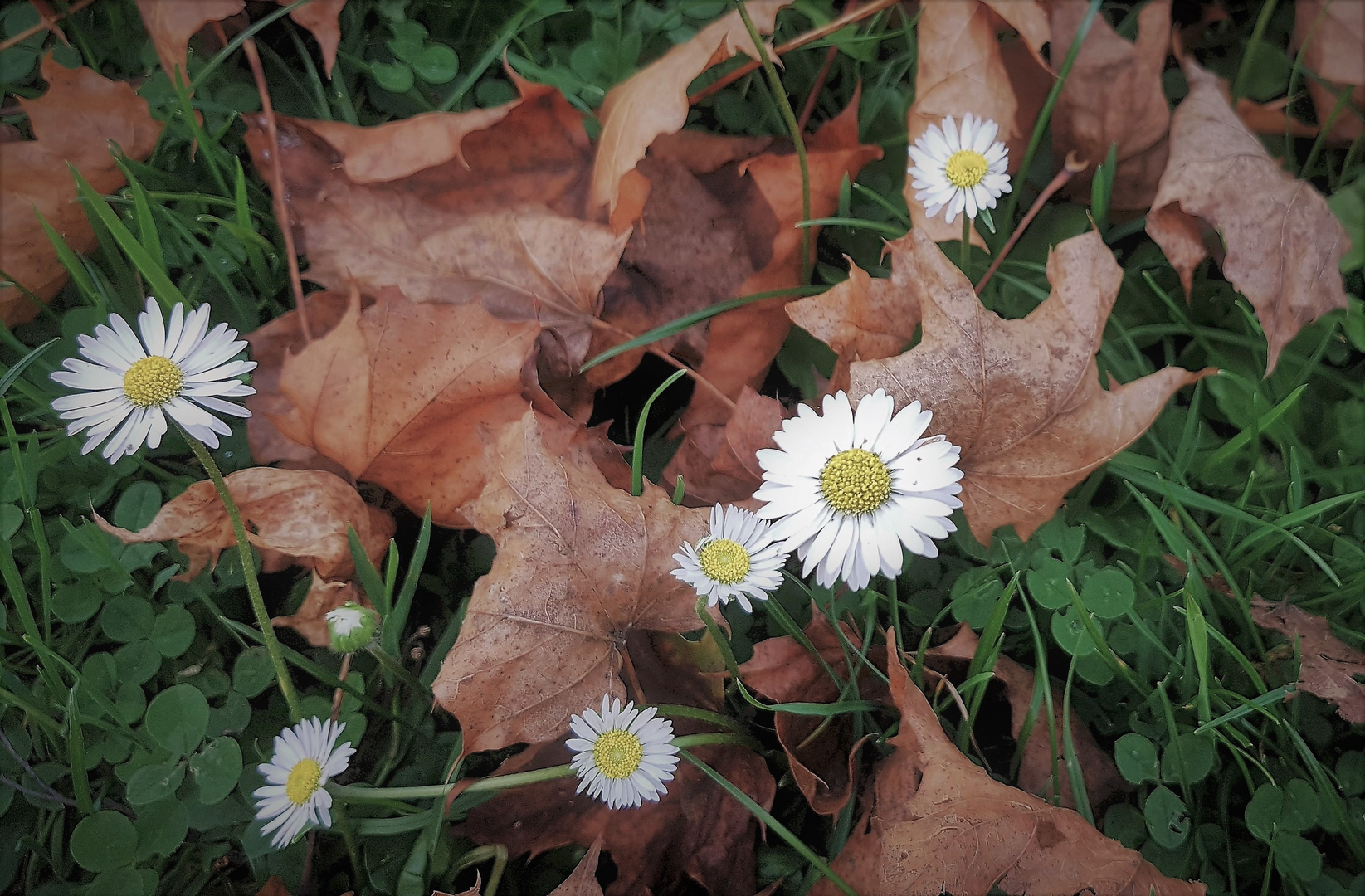 Gänseblümchen, nicht mehr so schön, aber sie blühen noch.