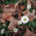 Gänseblümchen, nicht mehr so schön, aber sie blühen noch.